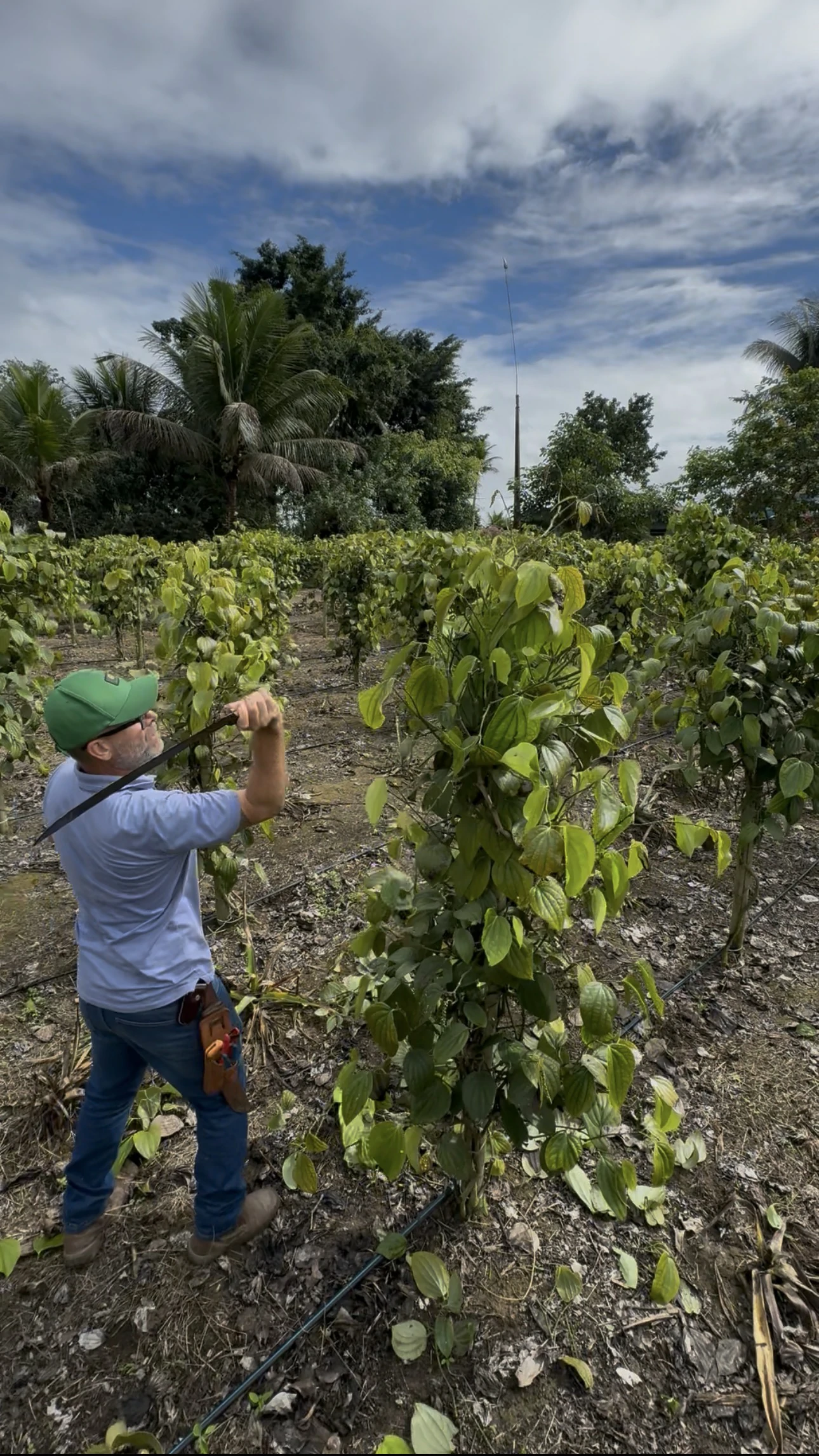 Experiência prática da Erasmo Agro no campo — imagem 21 de 38